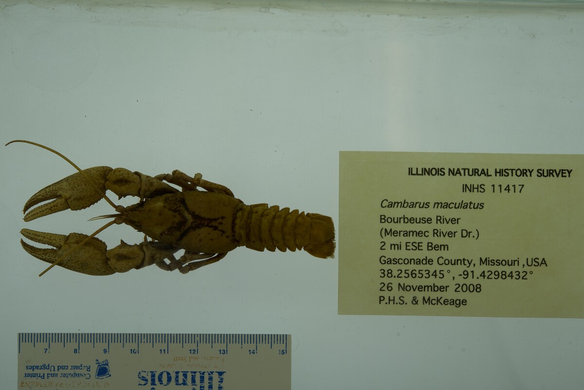 Cambarus maculatus image